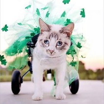 고양이 보행기 보조 바퀴 강아지 반려동물 재활 훈련 2륜 보호대 아기 소형 보행 기구, 생후 6개월~1세 아기고양이 M