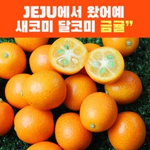 제주 금귤 낑깡 생과 금귤 정과만들기 3kg 1kg 750g 중대과, 2kg