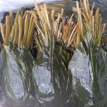 울릉도 명이나물절임 장아찌(소스없음) 7.0kg, 명이나물 (소스없음) 7.0kg