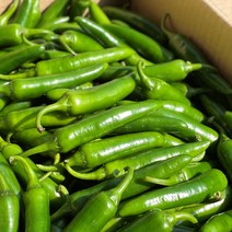 국내산 모닝고추 특품, 1kg, 1개