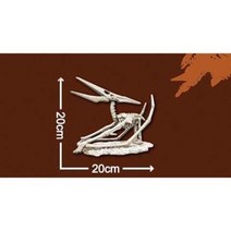 한반도공룡뼈발굴 - 해남이크누스 XLD2, 1개