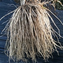 최정대님 무농약 삼채뿌리(23년산), 1개, 무농약 비세척 삼채뿌리 2kg