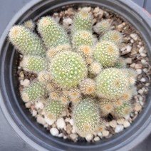 꽃다리 레부티아 47 다육식물 선인장 아이만배송