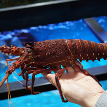 자숙 활 크레이피쉬 1마리 500g-3kg 생물 크레이피시 회 닭새우 스파이니 랍스터, 생물 활 크레이피쉬 1.6kg ~ 1.7kg