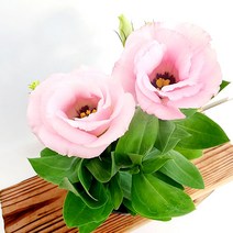 꽃나무팜 리시안셔스 연분홍꽃 꽃도라지 중소품 생화 부케 향기좋은꽃 선물하기좋은식물