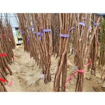 단감나무 부유 차량 태추 먹단감 접목1년생, 부유단감, 특묘