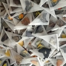 헌팅트로피 날개가 퍼지지 않은 실제 나비 표본 DIY 연습 재료 만들기 10PCs, [01]