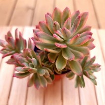 미니벨금 키우기 자연 예쁜 다육 1-50단품, 단품, 상세페이지 참조