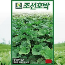 조선호박 씨앗 호박 씨 종자 30립, 단품