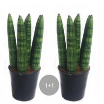 트리앤 황소뿔 스투키 금전수 보석금전수 산세베리아 미세먼지제거, 06. 1+1 본쉘15c  1개