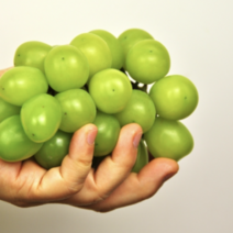 프리미엄 고당도 샤인머스켓 농장직송 당도선별 선물세트, 샤인머스켓 2kg 내외 (3-4송이), 1