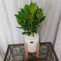 베스트플랜트 공기정화식물 키우기 쉬운 반려식물 중품 우드스탠드, 1개, 크루시아+우드스탠드 중품