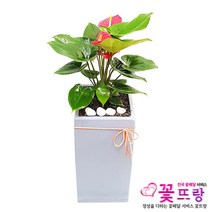 꽃뜨랑 개업화분 전국당일꽃배달 스투키 행운목 금전수 황금죽, 1개, a16 안시리움