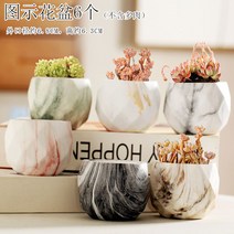 다육화분 다육이 심폴 화분 식물 미니 화분세트, 도자기, 옵션20