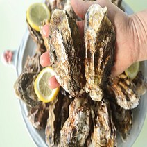 통영 산지직송 석화 굴 5kg 10kg, 석화5kg