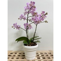 퀵 배송 인사이동문구 승진문구 개업화분 집들이화분 개업축 승진난, 5.보라