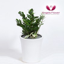 엔젤스플라워 꽃배달서비스 생화 장미꽃 바구니 공기정화 관엽식물 축하바구니 프로포즈, P022BS_금전수 일반형, 1개