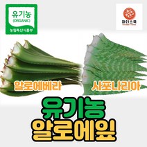 유기농 알로에 생알로에 알로에베라 사포나리아 친환경 무농약 알로에 식이섬유 다이어트 장건강, 유기농사포나리아 10kg