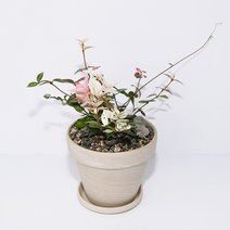 [1+1 SET] 파스텔톤의 반려식물 키우기쉬운 공기정화식물 초설마삭 토분, 스팡 화이트(11cm), 화분받침 추가