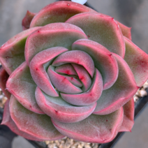 [다육이아지트]라즈아가