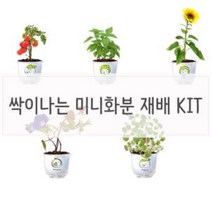 꼬미상점 키우기쉬운식물 싹이나는 화분재배 키트, 시스의 해바라기