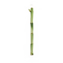 갑조네 개운죽 1p 공기정화식물 수경재배 10cm 20cm 30cm 40cm 50cm 60cm 70cm 80cm 90cm 100cm 수경식물