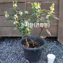 천리향(큰화분)