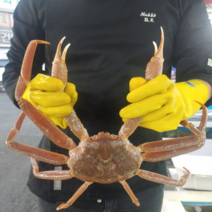 선주직송 국산 제철 싱싱한 자연산 포항 구룡포 영덕 대게 택배, 300~400g 내외 3마리