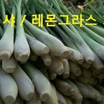 태국식품 태국레몬그라스 샤 태국샤 500g Lemongrass worldfood, 레몬그라스(Lemongrass)200g