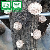 [하늘마음](무료배송)양양 유기농 참나무 원목재배 생표고버섯(1Kg), 특상품(화고), 1개