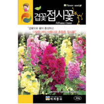 겹꽃 접시꽃 씨앗 30립 꽃씨키우기 서비스 꽃씨앗 증정