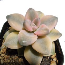 트리앤 다육 살구미인금 빈티지 토분 리톱스 괴마옥 사랑목 은행목 러브레터, 01. 살구미인금 1개, 1개