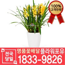 심비디움 겨울종 서양난 서양란 동양난 동양란 승진축하 인사이동 개업 선물 꽃배달 개업화분