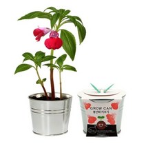 에듀레드 식물키우기 틔움 new그로우캔 봉선화 키우기세트