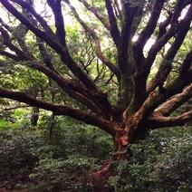 프래그런스 오일 제주 비자나무 500ml1L 캔들 디퓨저 만들기 향료 재료, 500ml