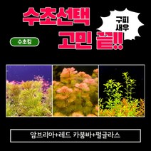 수초킹 쉬운수초 총 38촉 (암브리아5촉+레드카붐바3촉+펄글라스30촉), 암브리아5촉+레드카붐바3촉+펄글라스30촉