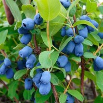 묘목/댕댕이(하니베리) 인디고잼 2년생 포트 NS006, 1개