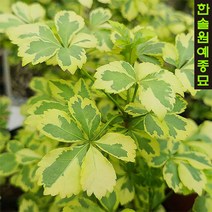 반잎오가피나무(무늬오가피) 4치포트 조경수 약용수, 반잎오가피 4치포트