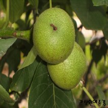 [가산원예조경] 왕호두묘목(신령) 실생2년 5주묶음