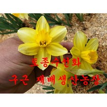 토종 노랑 수선화구근 10구 /평창게으른농부, 1개