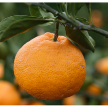 과일가게청년 제주 한라봉 가정용 선물세트 3kg 5kg 10kg, 선물용