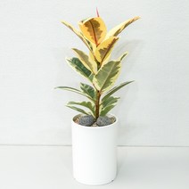 수채화고무나무 중형 실내공기정화식물 플랜테리어 카페식물, 5.화이트화분_숏, 1개