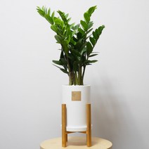 꽃피우는청년 중형 실내공기정화식물(원형 화이트 화분   우드스탠드), 금전수