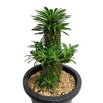 트리앤 리톱스 용신목 꽃기린 괴마옥 다육이 대왕 꽃기린 루비 축전 토분 괴마옥 도로시 탑레드 금영 마옥 선인장, 13. 괴마옥 (중) 1개, 1개