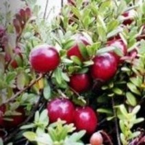 크렌베리 나무묘목 10주