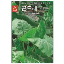 골드레씨 고려엉겅퀴 100립 씨앗 - 2022975EA, 쿠팡 본상품선택