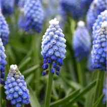 무스카리 구근 터치오브스노우 5구, 단품