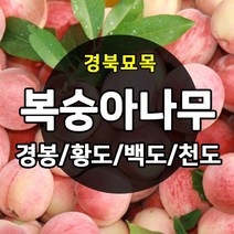우수한 품종의 나무묘목 유실수 과실수 약용수 조경수 판매중, 복숭아나무, 경봉 접목 상묘