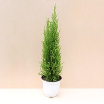 마이플랜트 [마이플랜트]율마 공기정화식물 중형 식물키우기 모종, 선택완료, 율마