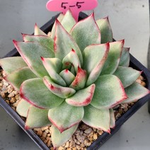 신년 (마리아금) 5-5, 1개